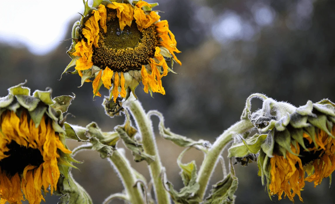 Southern Bacterial Wilt sunflower