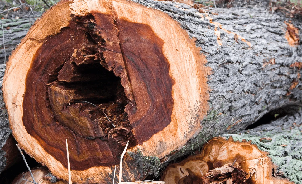 Dutch Elm Disease
