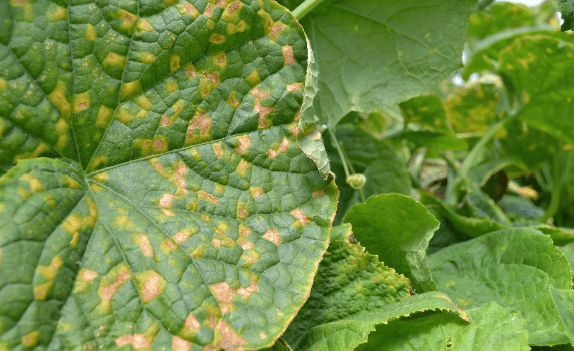 Downy Mildew