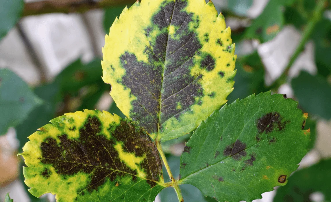 Bacterial Leaf Spot