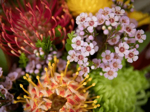 Native Wildflowers for Your Garden
