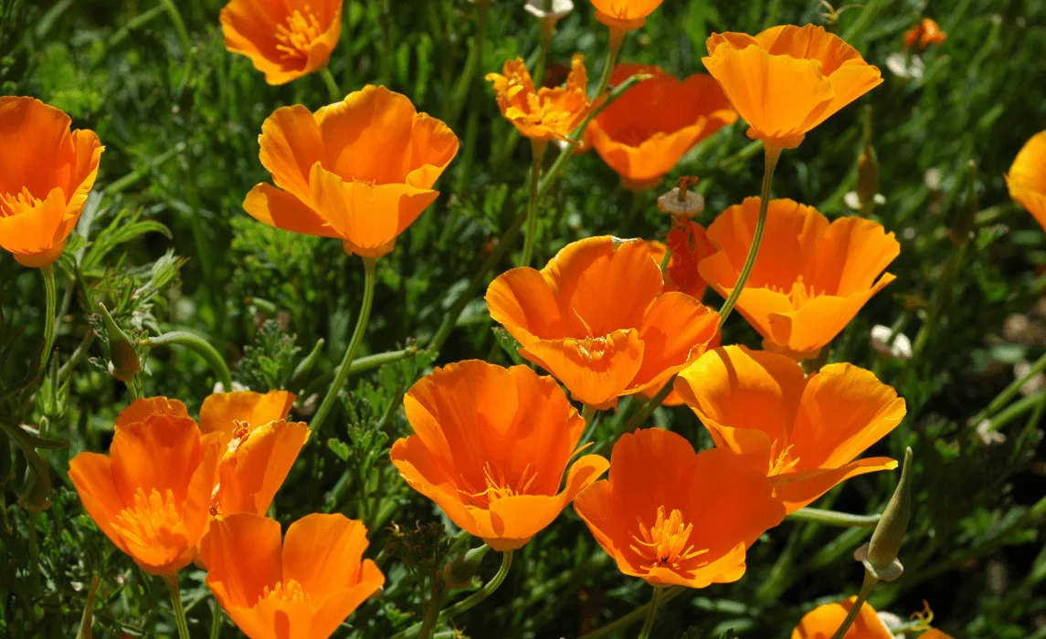 California Poppies (Eschscholzia californica) closeup