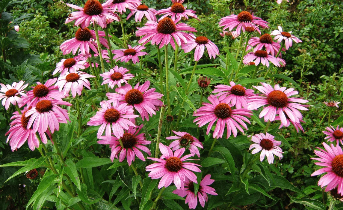 Purple Coneflower (Echinacea purpurea) closeup