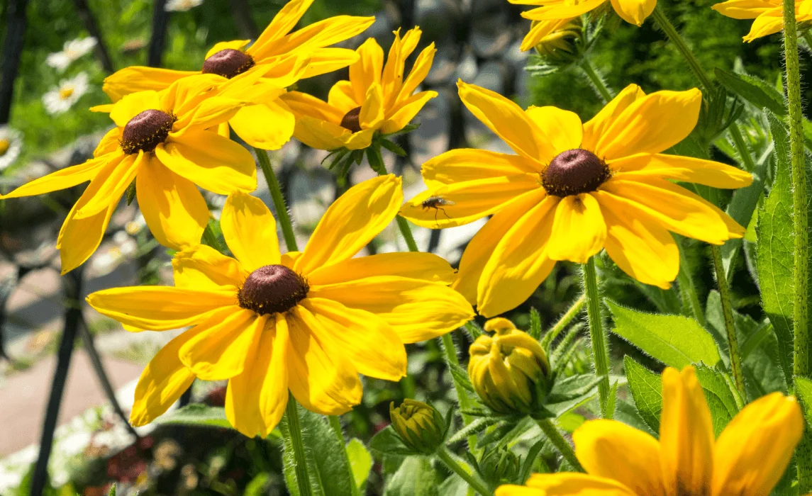 Black-Eyed Susan (Rudbeckia hirta) closeup