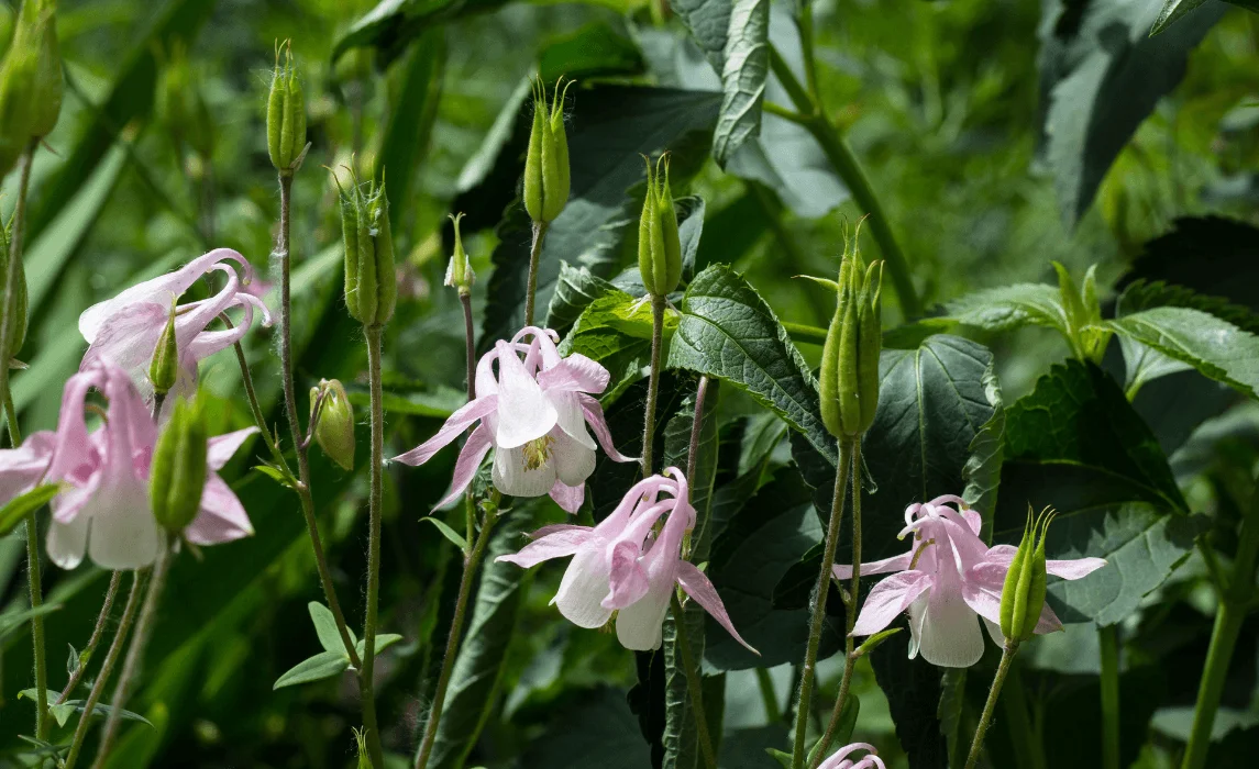 Wild Columbine (Aquilegia canadensis) closeup