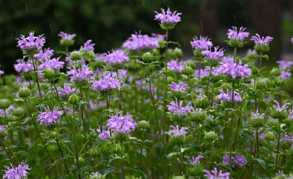Wild Bergamot (Monarda fistulosa) closeup