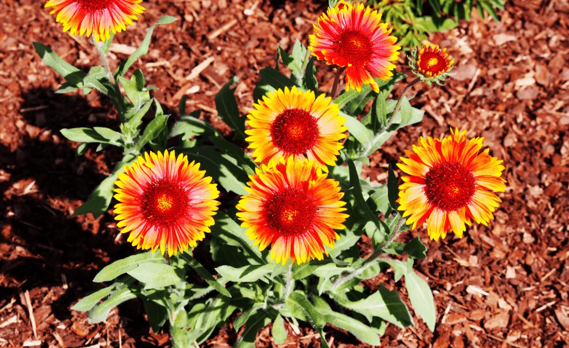 Blanket Flower (Gaillardia aristata) closeup