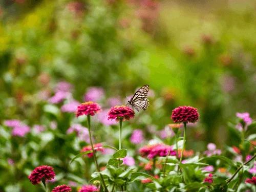 Easy Steps to Create a Pollinator Garden