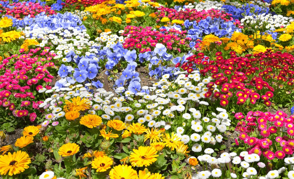 Easy Steps to Create a Pollinator Garden