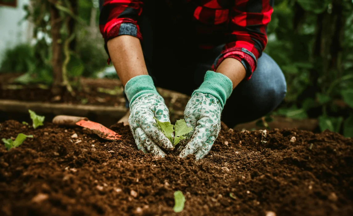planting on soil