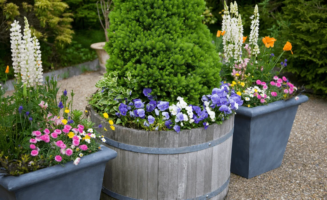 various plants and flowers on planters