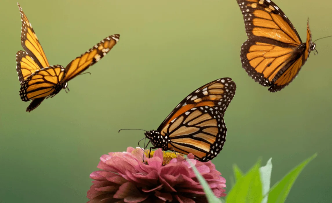 butterflies on flower