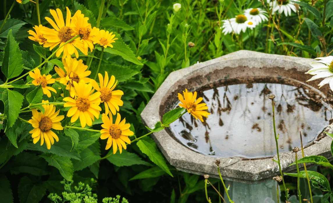 flowers beside a bird bath