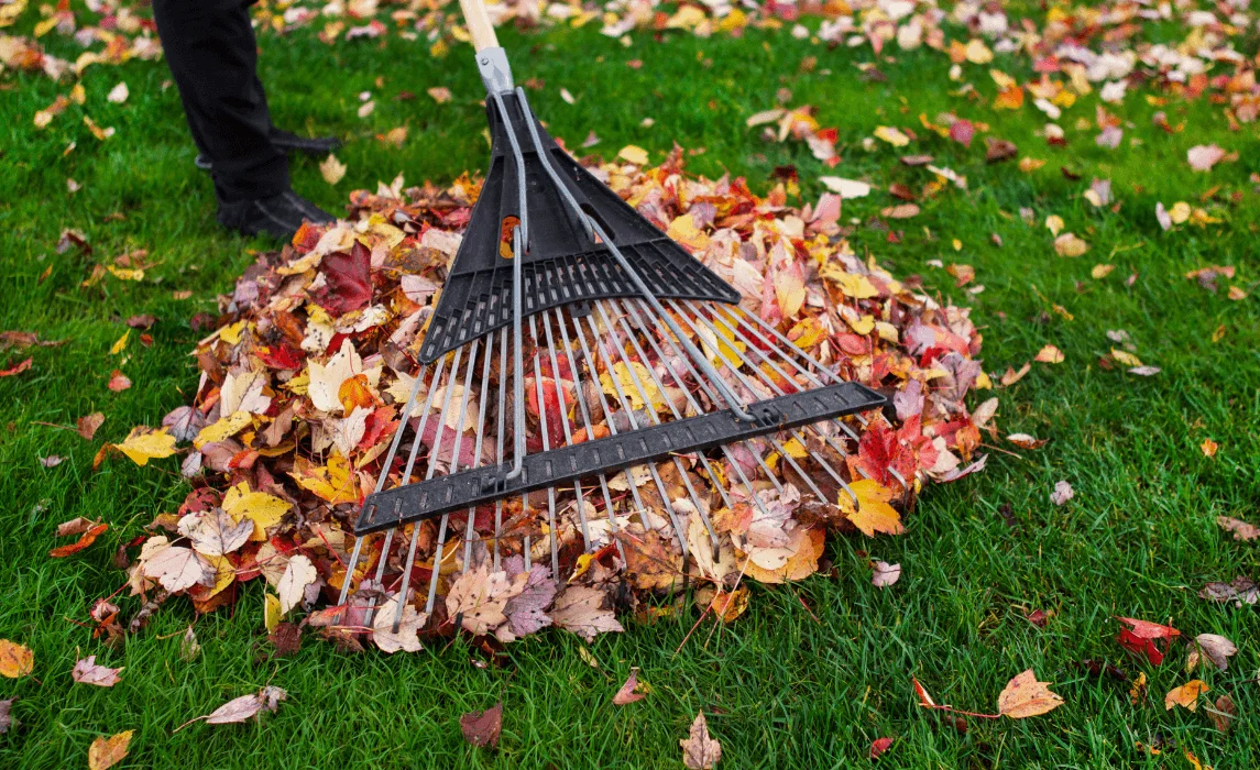 raking a bunch of leaves