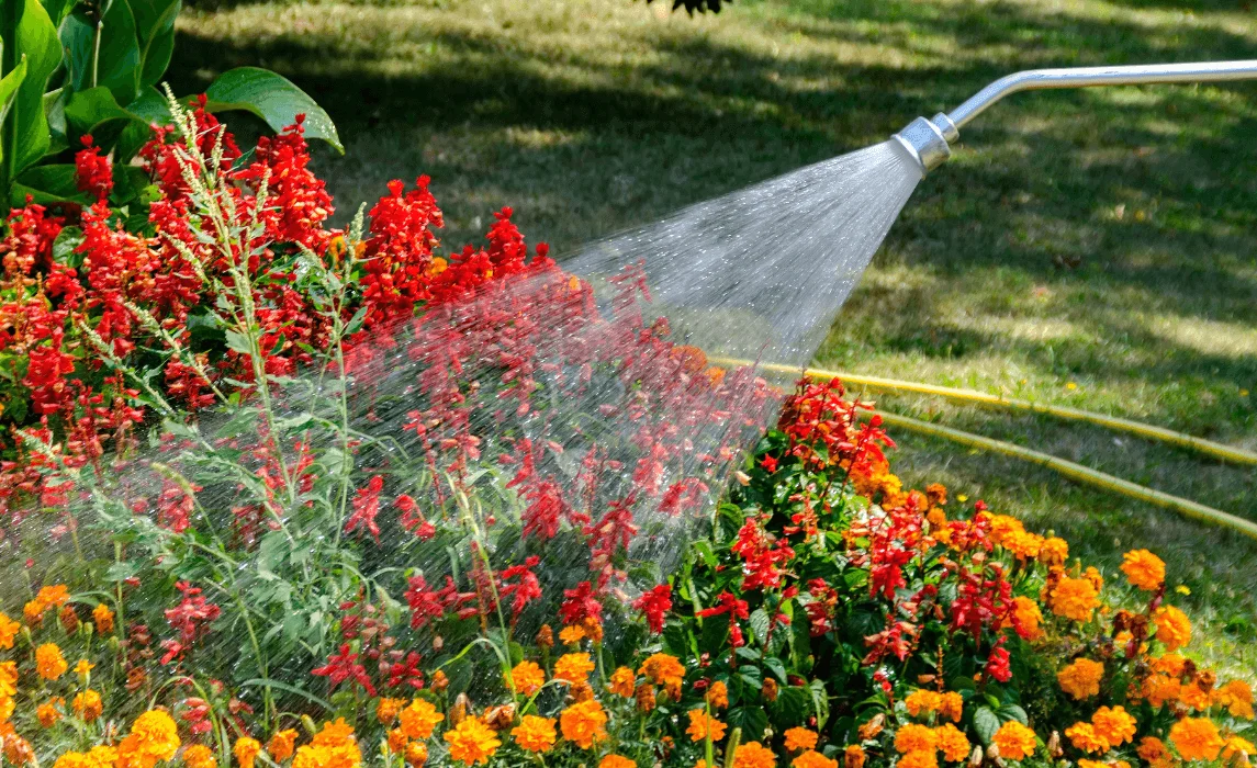 closeup of flowers being watered