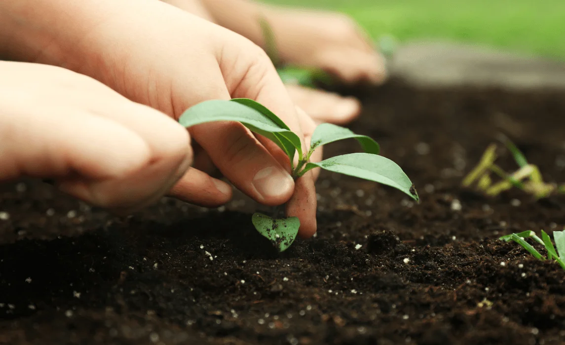 closeup of hands inspecting seedling