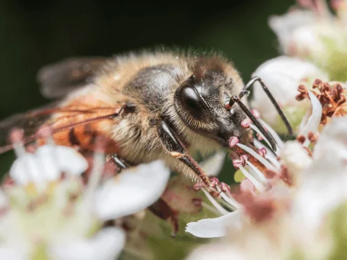 How a Pollinator Helps with Self and Cross Pollination 