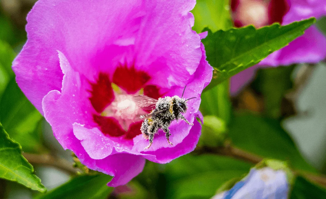 How a Pollinator Helps with Self and Cross Pollination