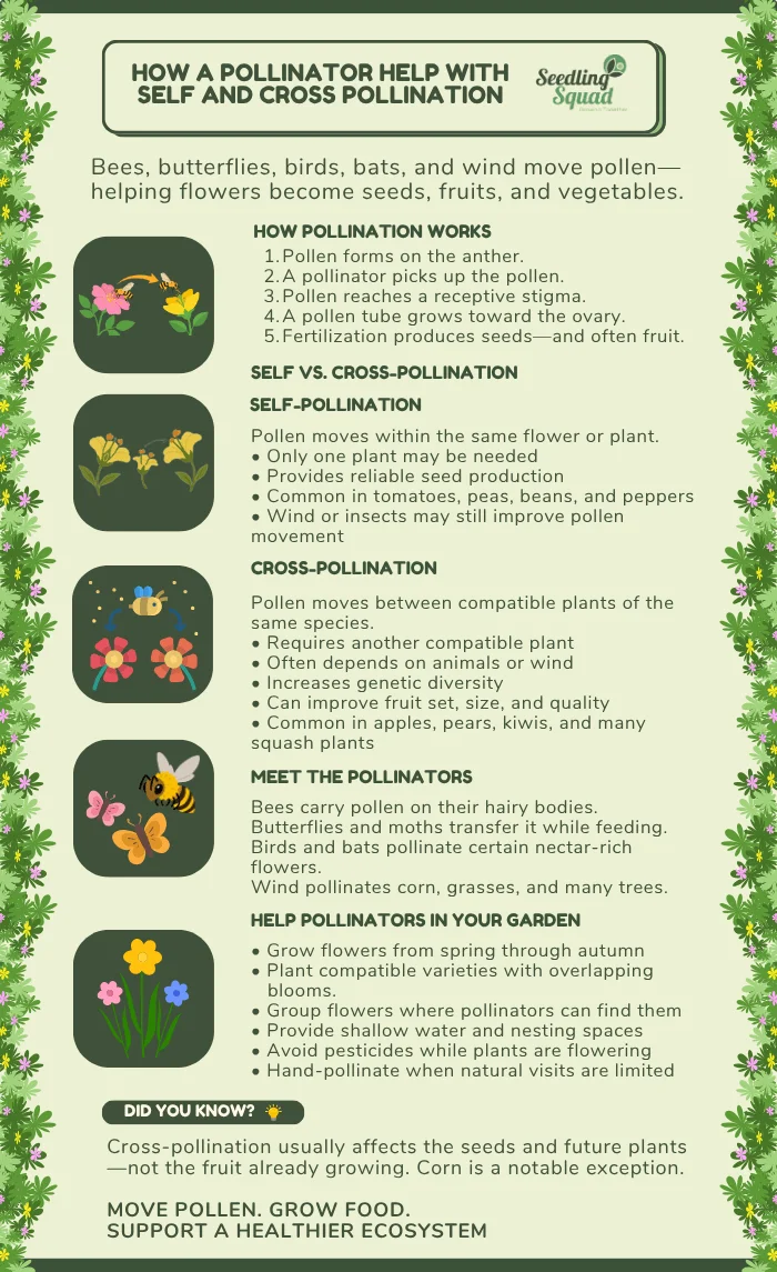 How Cross-Pollination Works infographics