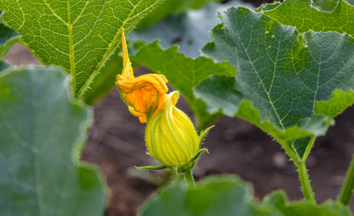 closeup of a flower