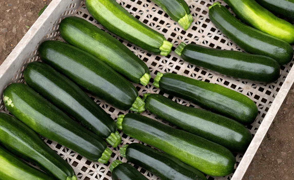 a bunch of cucumbers in a basket