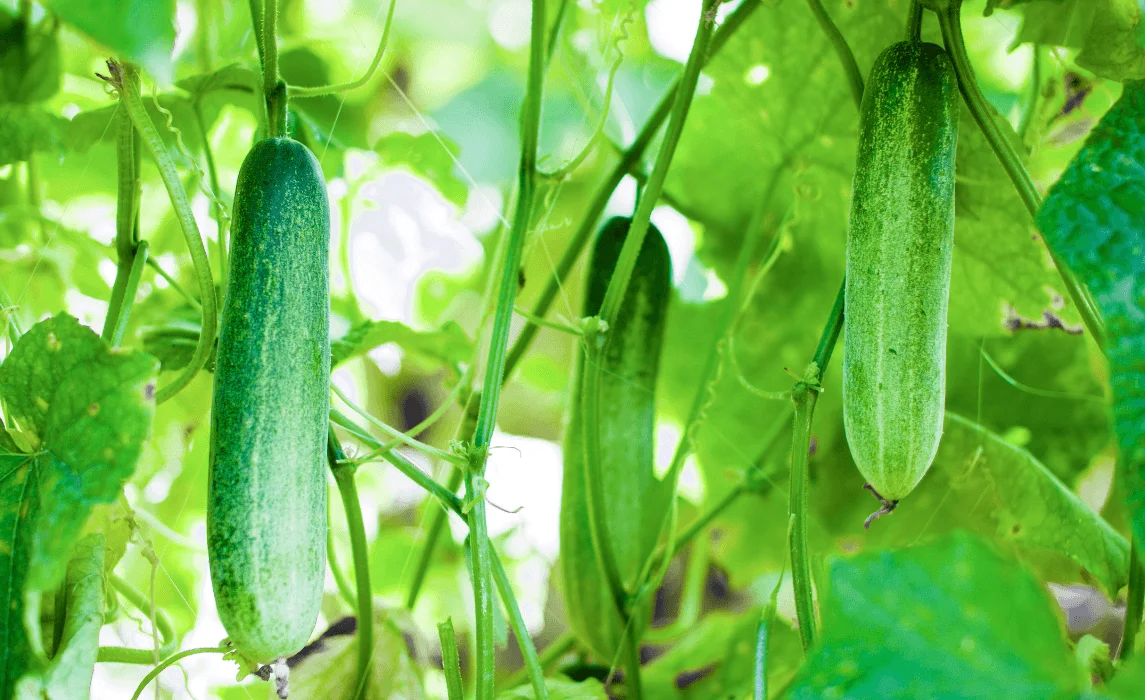 cucumbers closeup
