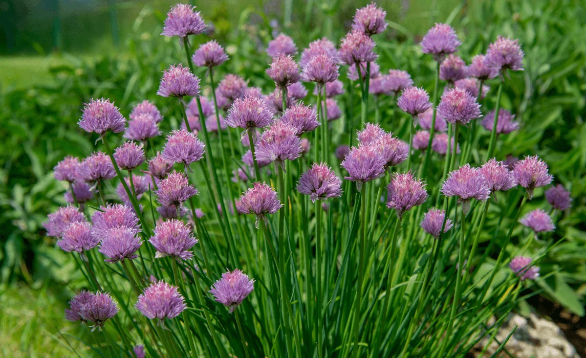 clove flowers closeup