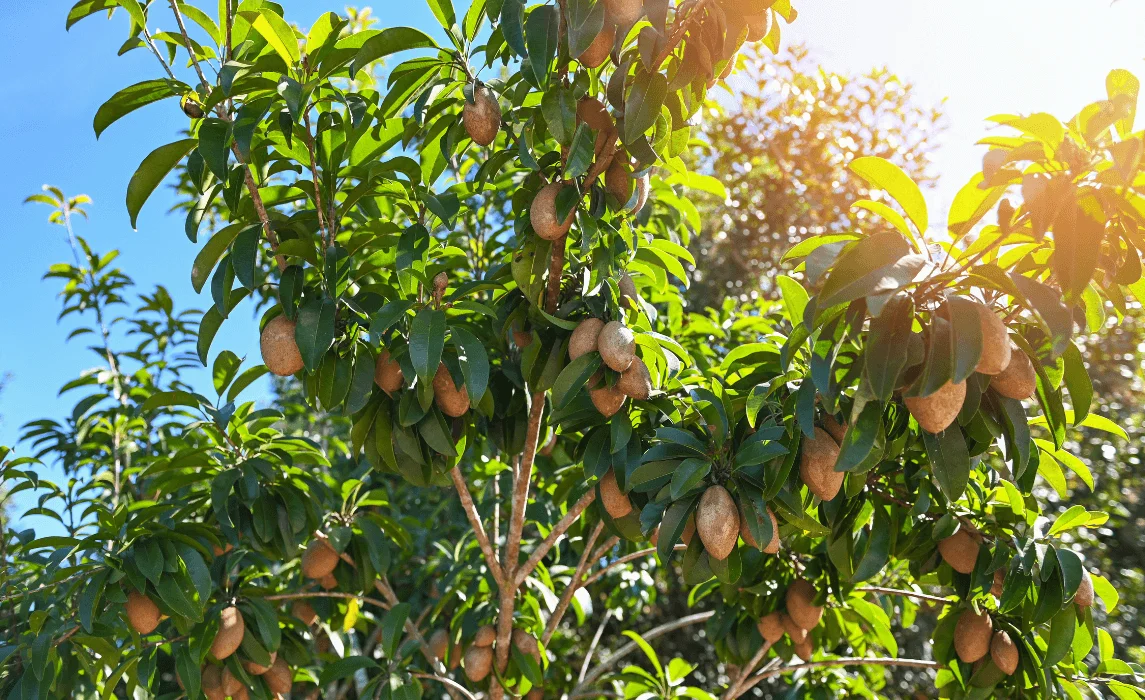 fruits on a tree