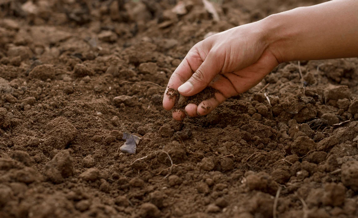 hand checking soil