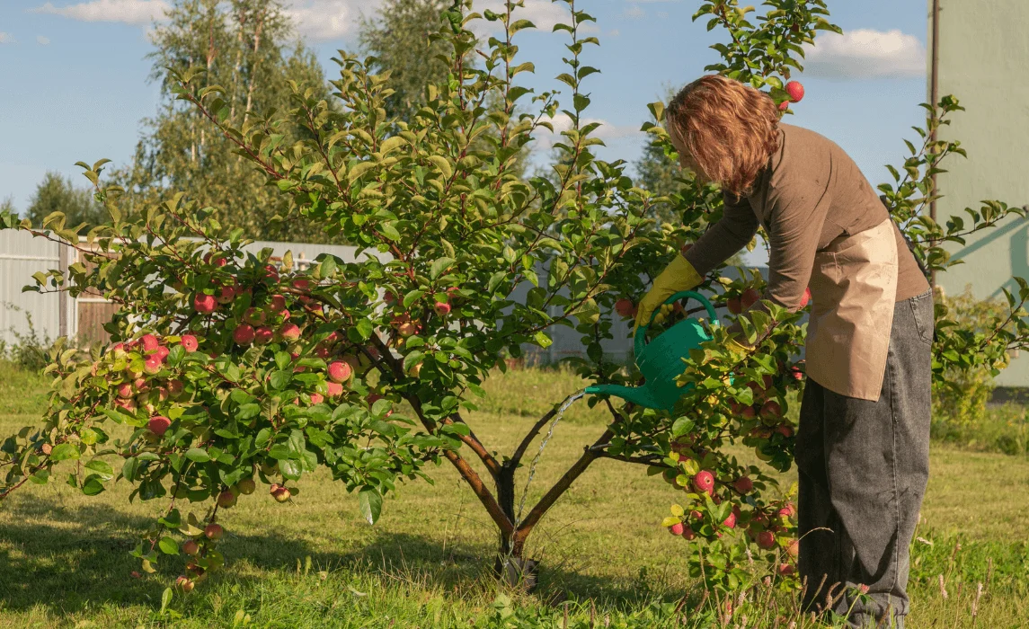 woman watering a small tree