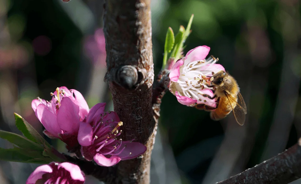 closeup of a bee on a flower