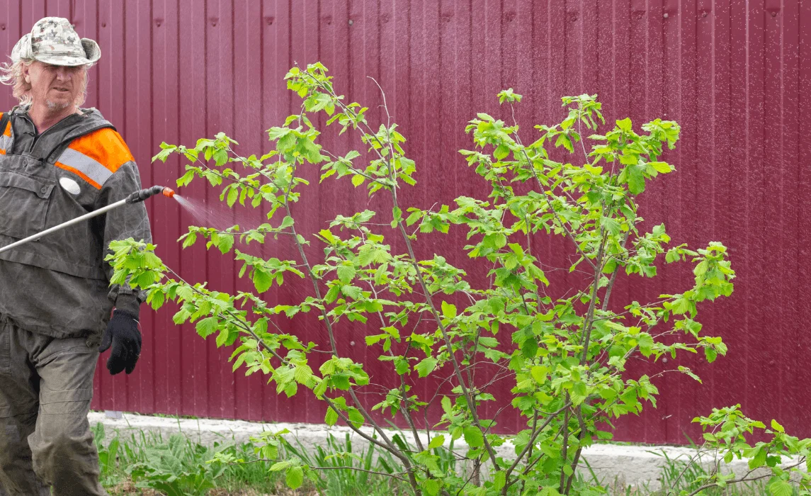 man spraying pesticide on a plant