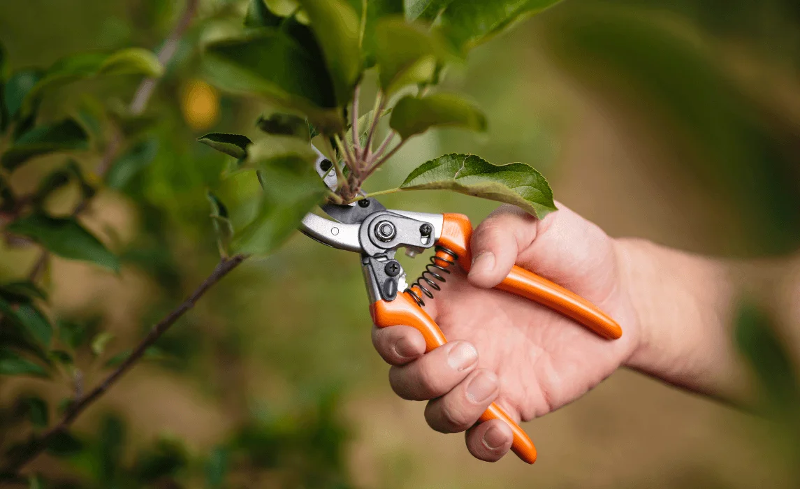 hand with shears pruning plant