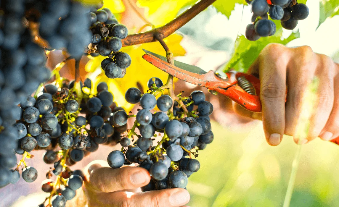 hands with shears harvesting berries