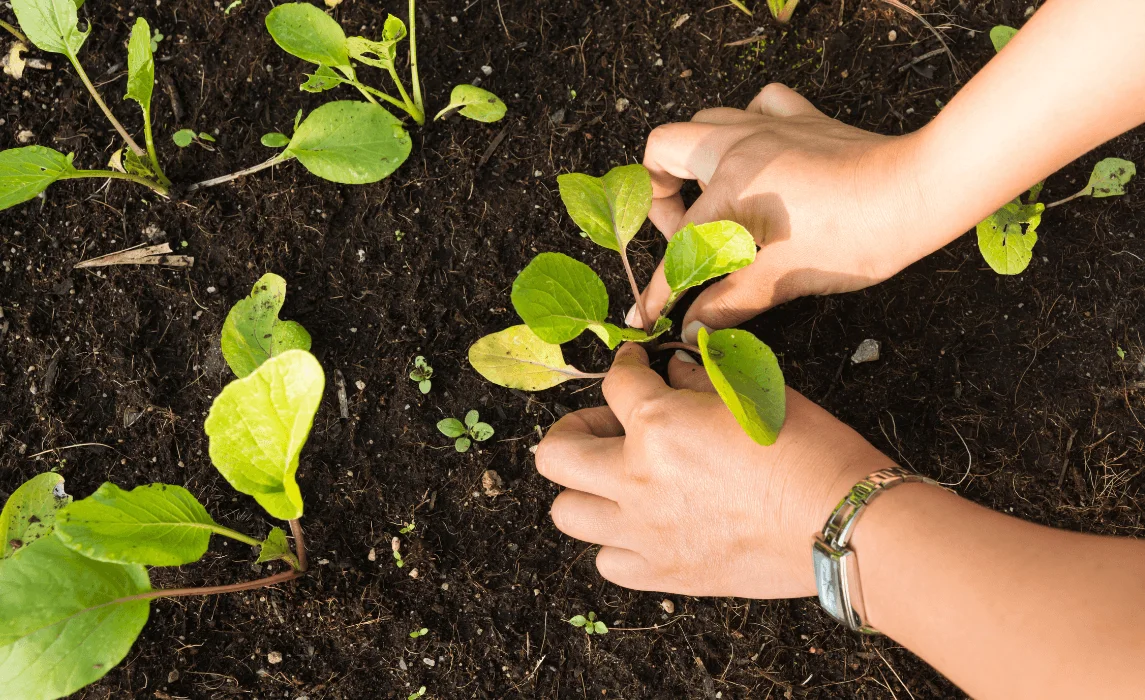 hands planting