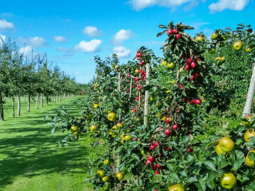 How to Start a Fruit Garden for Beginners