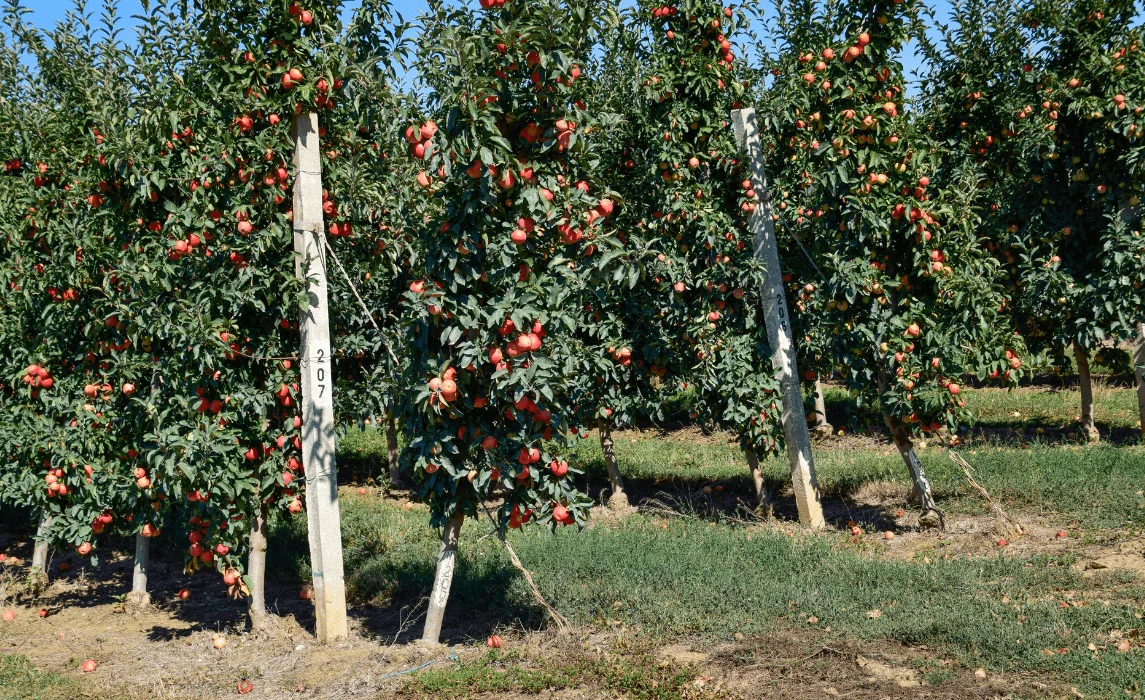 How to Start a Fruit Garden for Beginners
