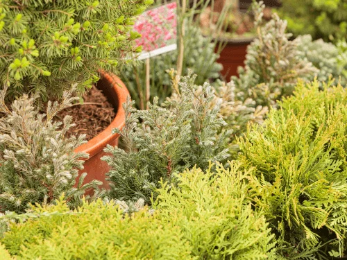 Best Evergreen Shrubs for Year-Round Privacy