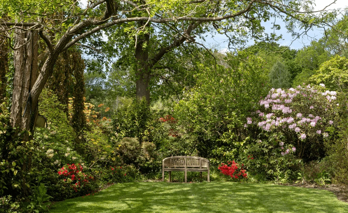 Best Evergreen Shrubs for Year-Round Privacy
