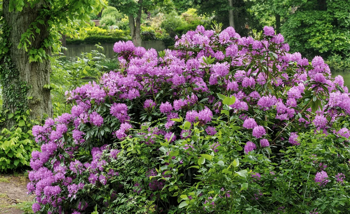 Rhododendron bush plant