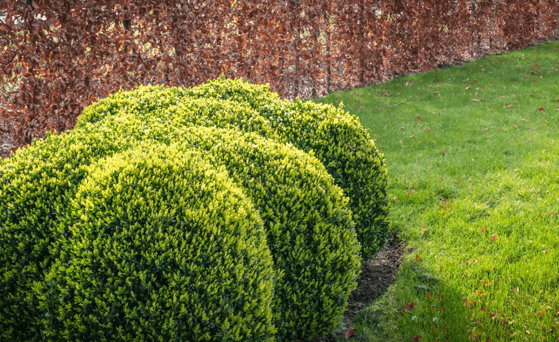 Boxwood (Buxus)