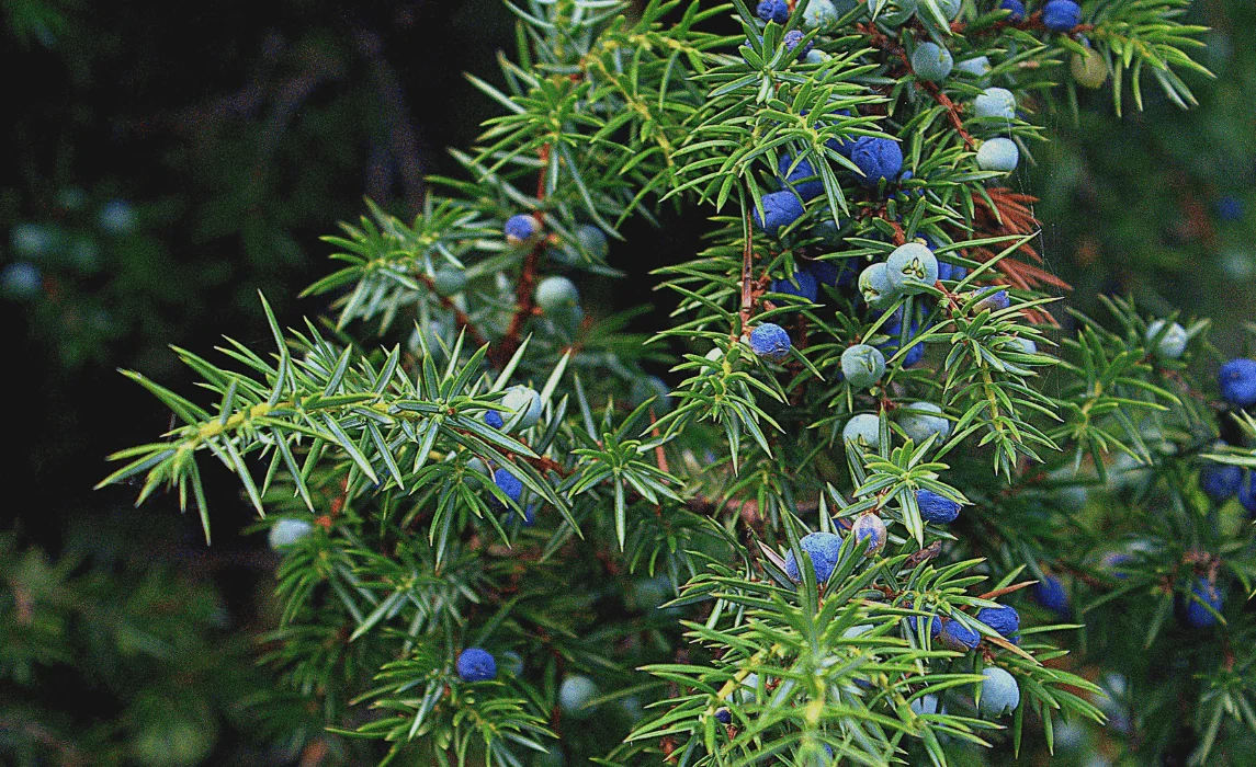 Juniper (Juniperus)