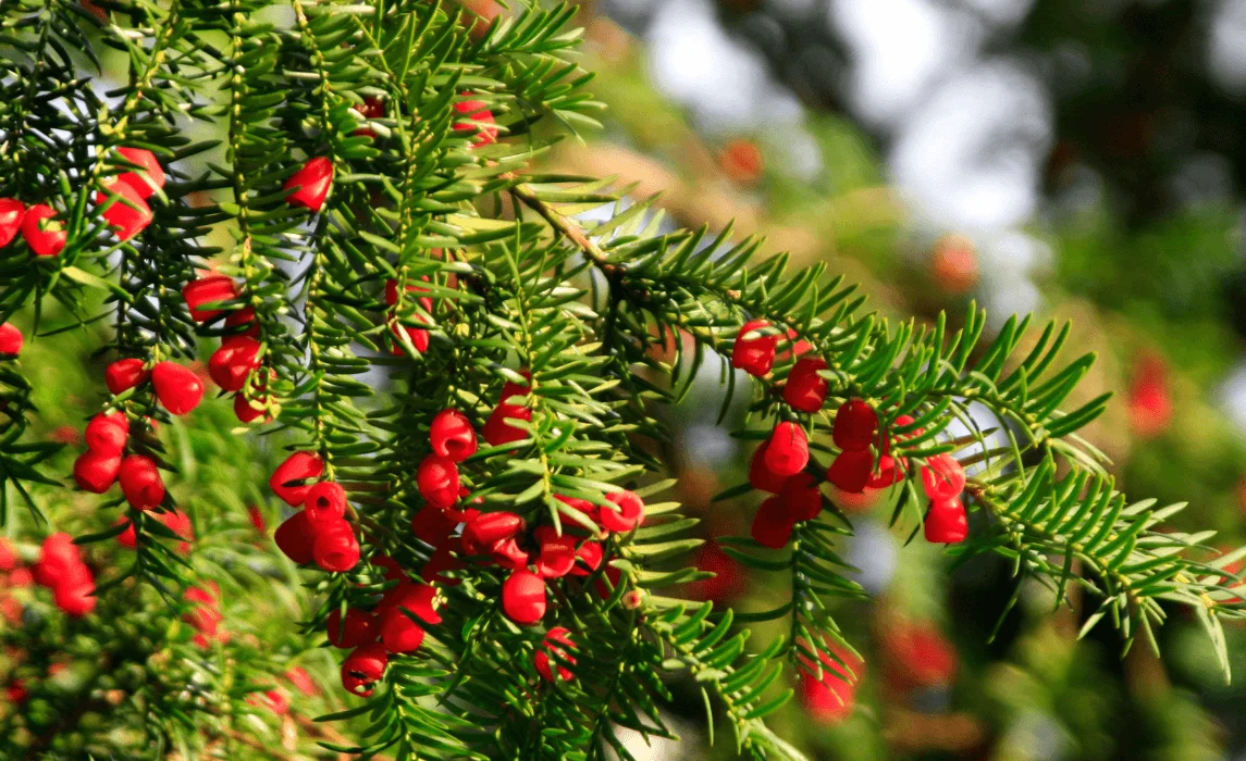 Yew plant