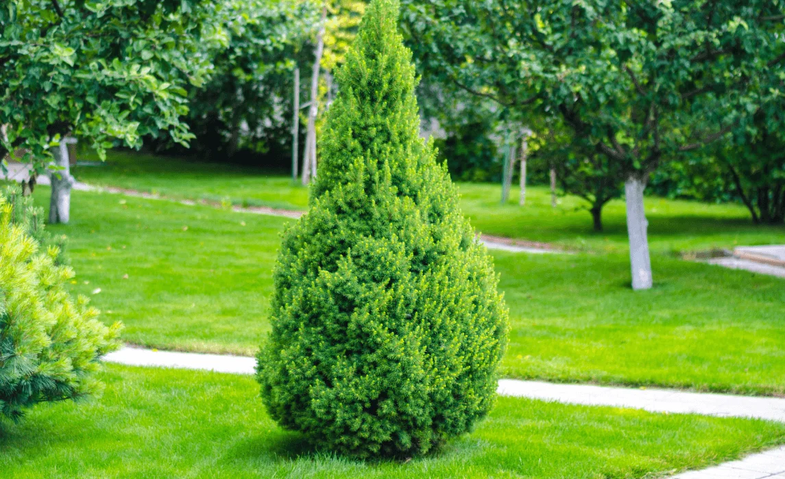 Arborvitae (Thuja) tree