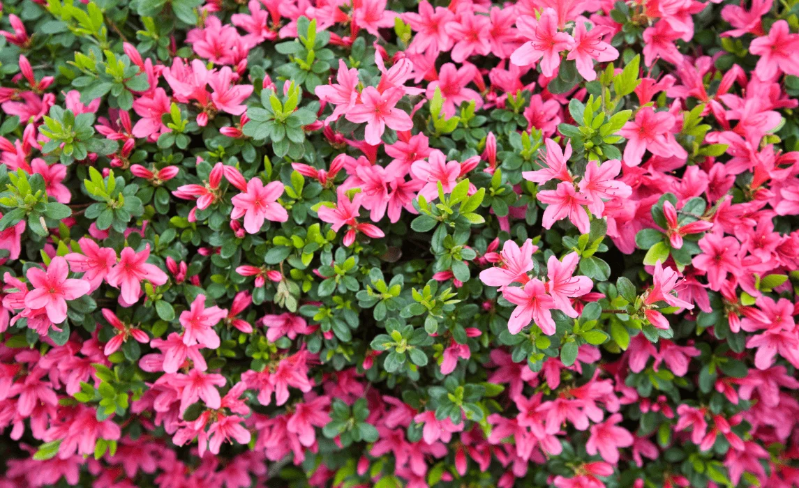Azalea