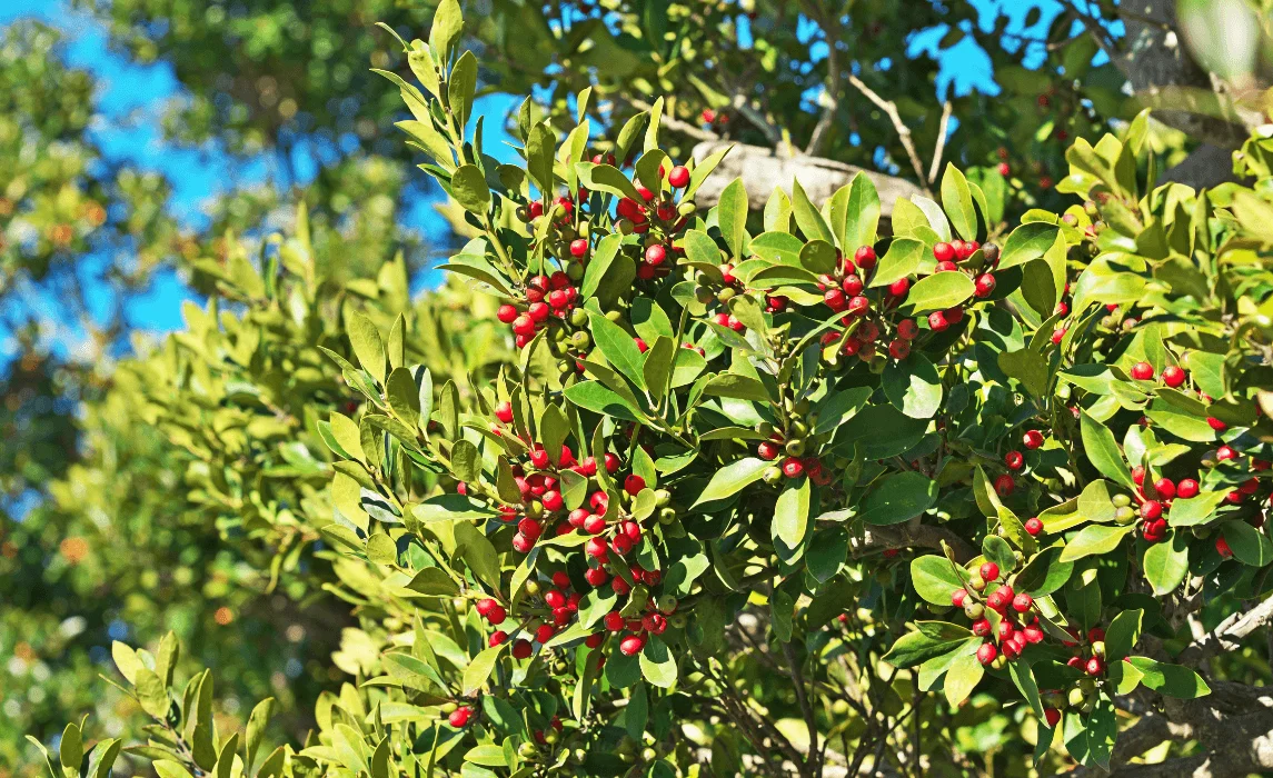 Ilex