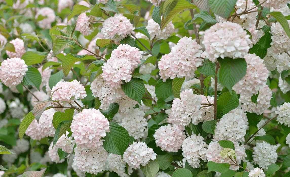 Viburnum