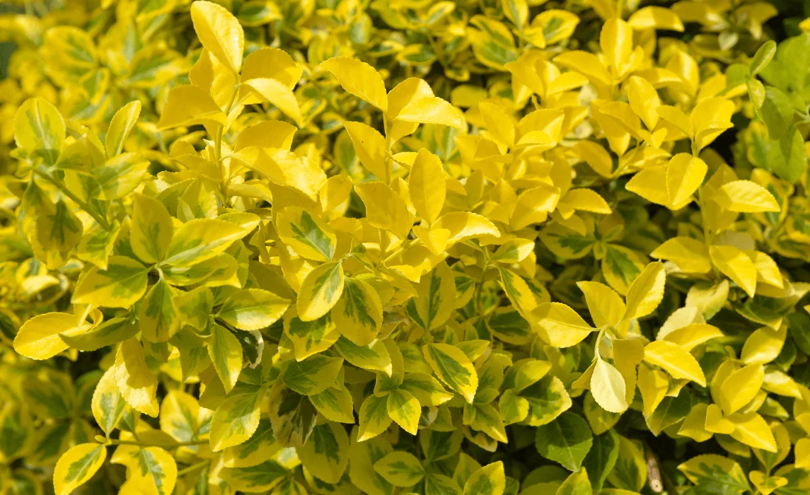 Euonymus