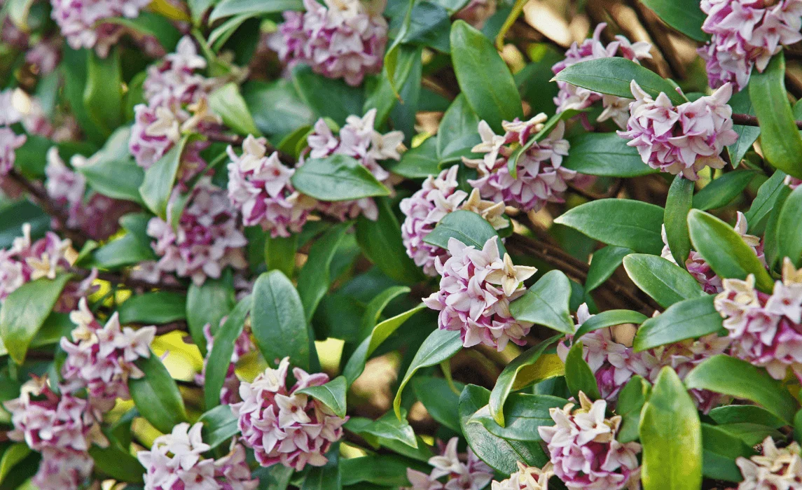 Daphne