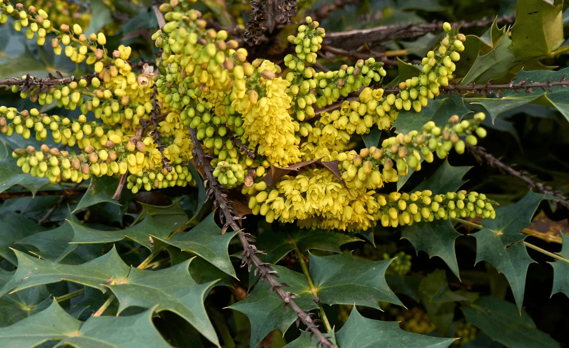 Mahonia